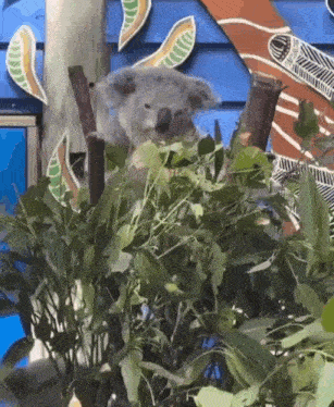 a koala bear is sitting in a bush eating leaves .