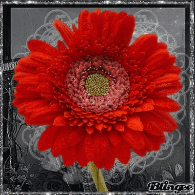 a close up of a red flower with a green center