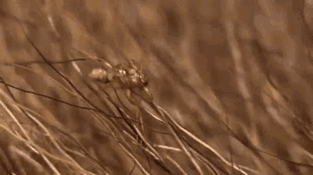 a close up of a spider on a hairy surface