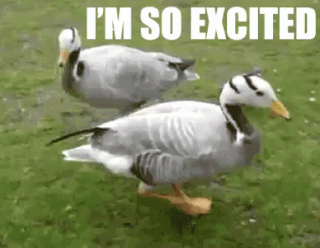 Excited Duck GIF - Excited Duck Dance GIFs