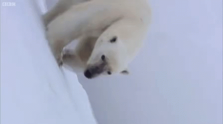 Polar Bears GIF - Polar Bears GIFs