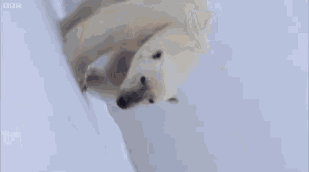 a polar bear is standing in the snow and looking at something .