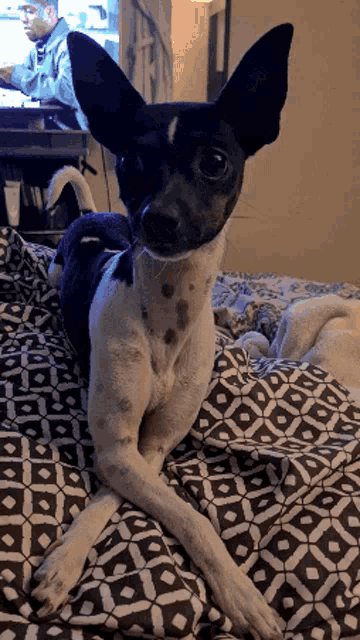 a black and white dog is laying on a bed
