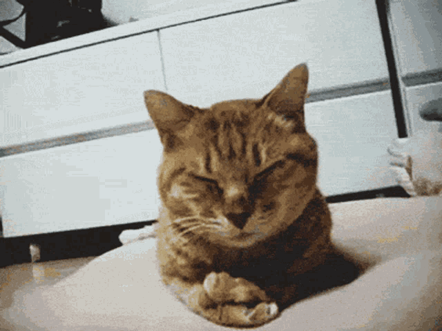 Cat Facepalm GIF - Cat Facepalm Bine GIFs