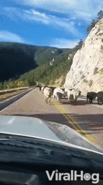 Cows Drive GIF - Cows Drive Herd GIFs