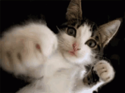 Cat Punch GIF - Cat Punch Box GIFs