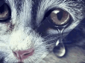 Cat So Sad GIF - Cat So Sad Crying GIFs