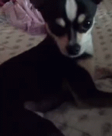 Dog Yes GIF - Dog Yes Whats Up GIFs