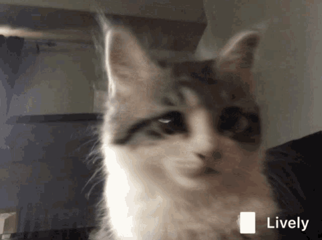 Criquette Cat GIF - Criquette Cat Kitten GIFs