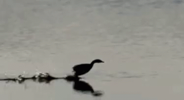 Duck Running GIF - Duck Running Walking On Water GIFs