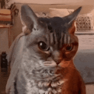 Angry Cat Sour Cat GIF - Angry Cat Sour Cat Cat Meme GIFs