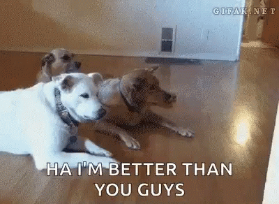 Puppy They See Me Rolling GIF - Puppy They See Me Rolling Dontcare GIFs