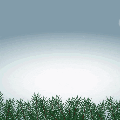 a row of pine branches against a white sky