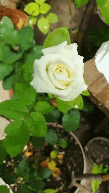 Rosa Blanca GIF - Rosa Blanca White Rose GIFs