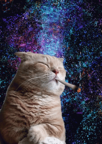 Space Cat Gif Space Cat Meow Discover Share Gifs