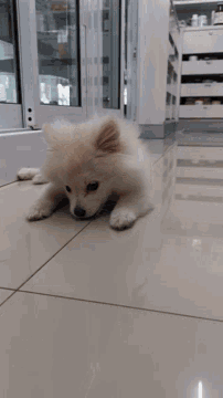 a small white dog laying on a tile floor