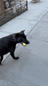 a black dog is holding a tennis ball in its mouth while walking down the sidewalk .