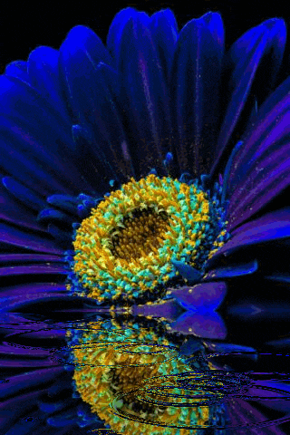 a blue flower with a yellow center is reflected in the water .