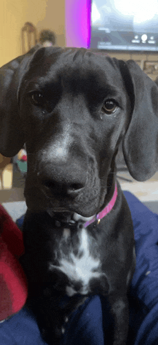 a black dog with a pink collar is sitting on a bed