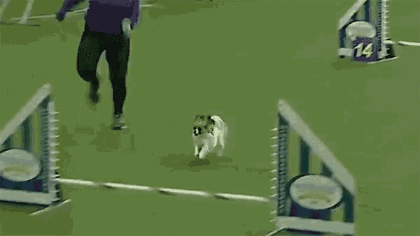 Finish Line Jump GIF - Finish Line Jump Puppy GIFs