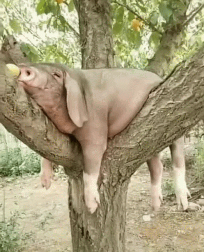 母豬上樹 Pig GIF