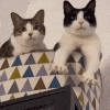 two cats are sitting on top of a colorful triangle cushion .