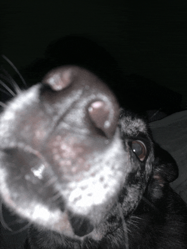 a close up of a black dog 's nose and eyes