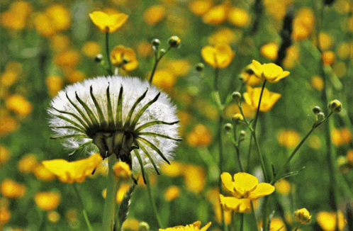 a dandelion is surrounded by yellow flowers