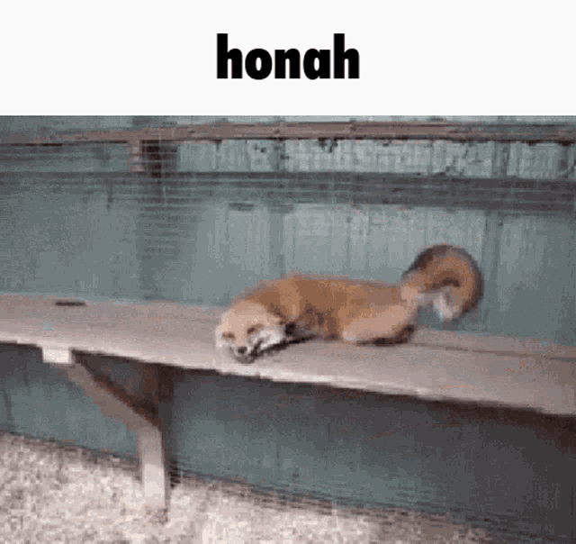 Honah Furry GIF - Honah Furry Jonah GIFs
