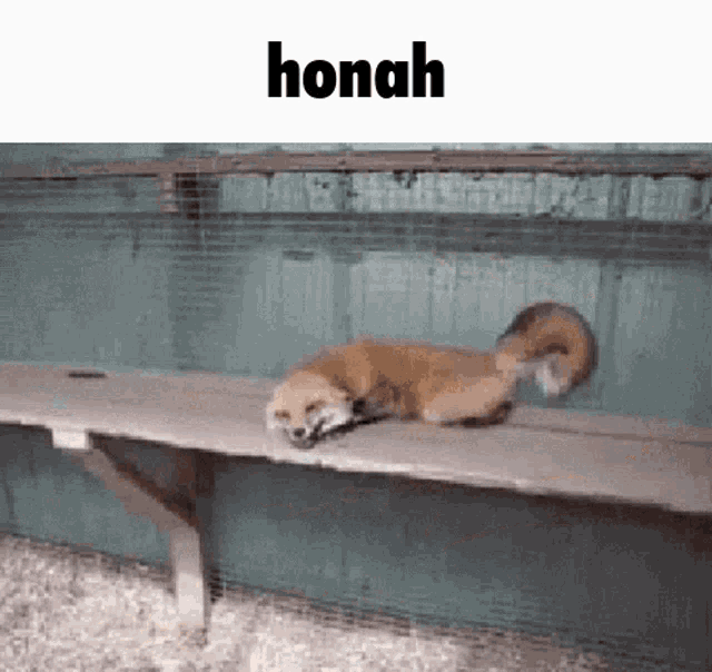 a fox is laying on a wooden bench with the word honah above it