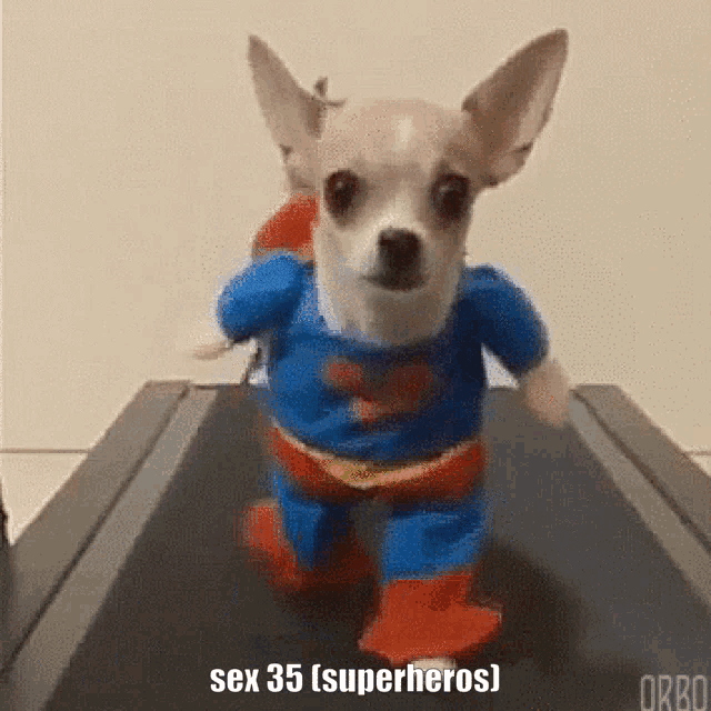 a small dog is running on a treadmill dressed in a superman costume