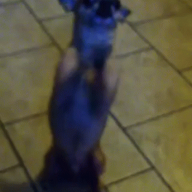 Chihuahua GIF - Chihuahua Please Pay Attention To Me GIFs