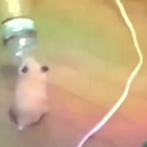 Hamster Party GIF - Hamster Party Rave GIFs