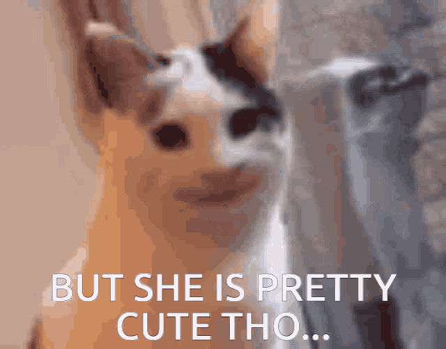 Fiduka Cat GIF - Fiduka Cat Smile GIFs