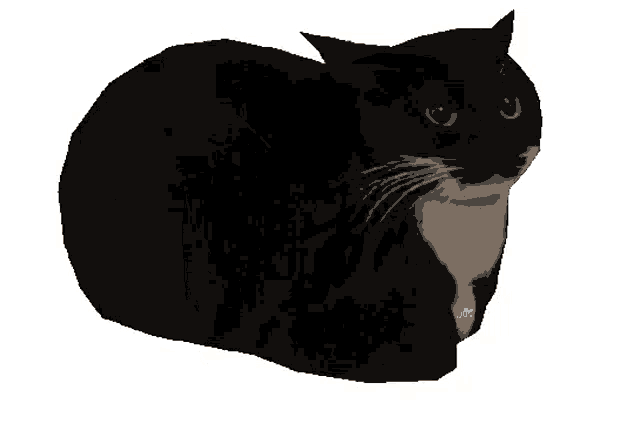 a black and white cat is looking at the camera