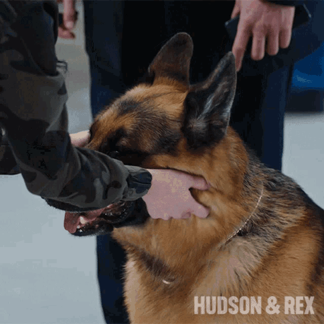Petting The Dog Rex GIF - Petting The Dog Rex Diesel Vom Burgimwald GIFs
