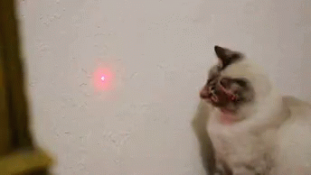 Cat Laser GIF - Cat Laser Chase GIFs