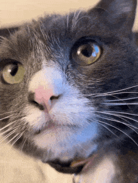 a close up of a cat 's face with a pink nose and green eyes