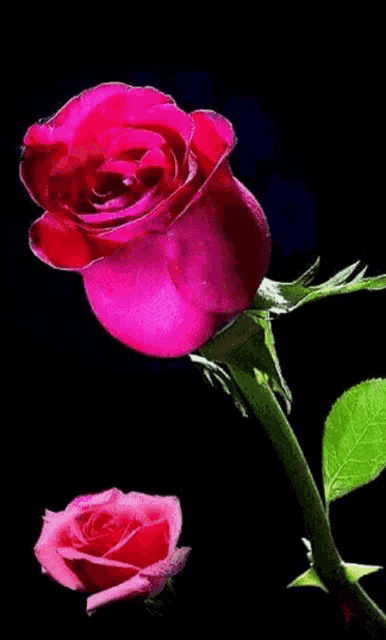 two pink roses with green leaves on a black background