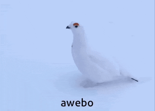 a white bird is standing in the snow with the word awebo in the corner .