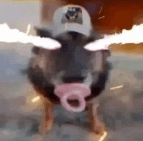 a pig with a pacifier in its mouth is wearing a hat and smoking a cigarette .
