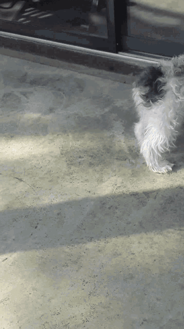 a small white dog is walking on a concrete surface