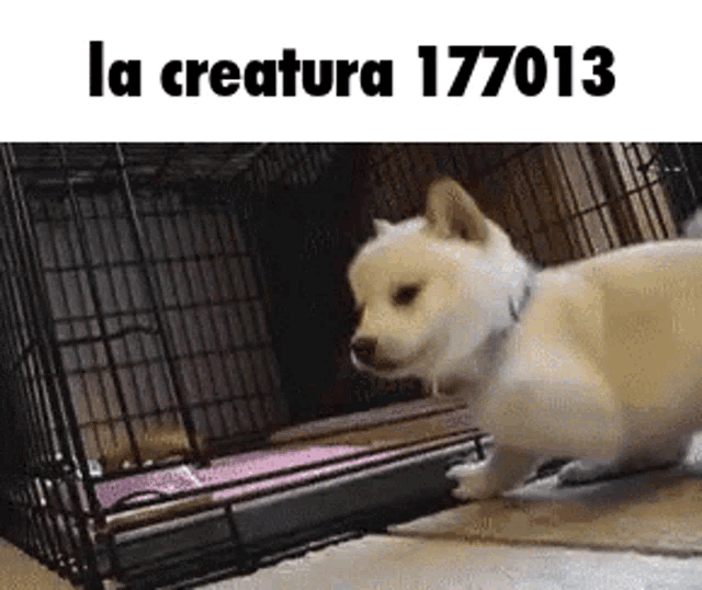 a small dog is standing in front of a cage with the words `` la creature 177013 '' written above it .