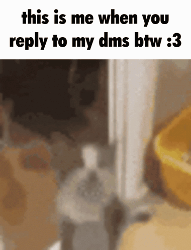 Reply Dms GIF - Reply Dms Cat GIFs