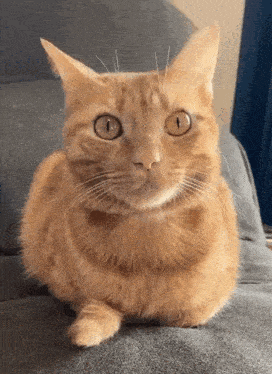 an orange cat is laying on a grey couch and looking at the camera .