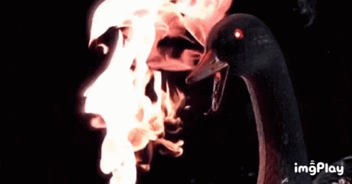 Evil Geese GIF - Evil Geese GIFs