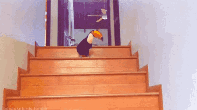 Toekandoit Toucan Bird GIF - Toekandoit Toucan Bird Hopping GIFs