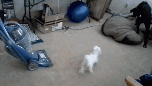 Not In My House! GIF - Dog Vacuum Bark GIFs