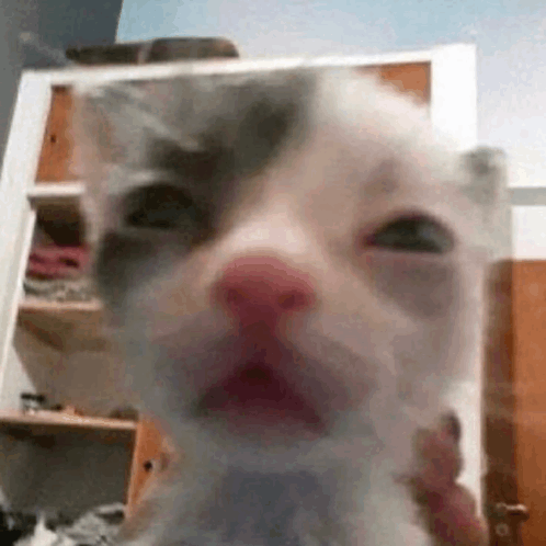 Meme Kucing GIF - Meme Kucing GIFs