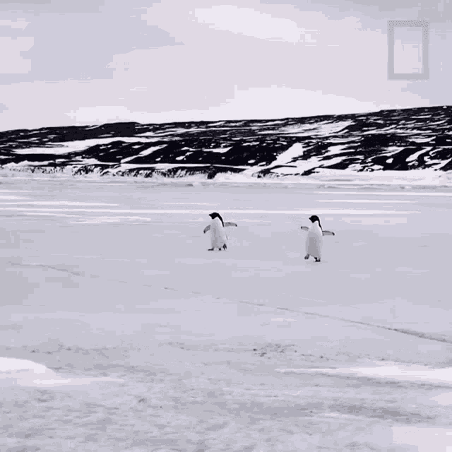 Were Coming National Geographic GIF - Were Coming National Geographic All About The Adelie Penguin GIFs